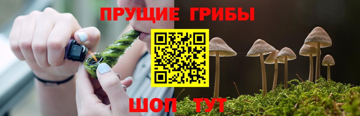 Псилоцибиновые грибы Psilocybe Лениногорск